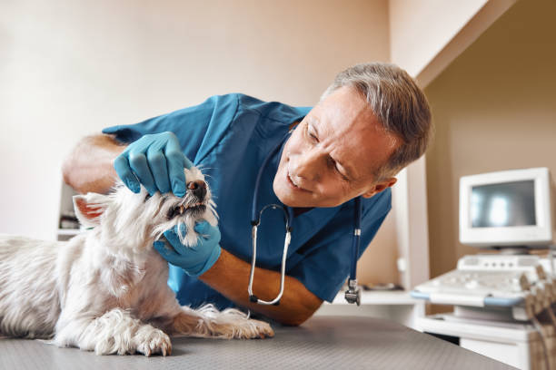 Best Weekend Emergency Dentist in Blue Island, IL